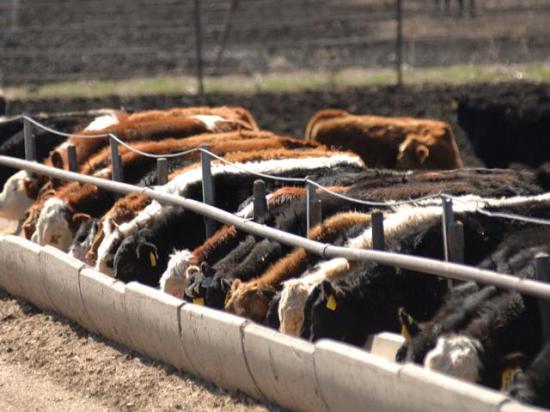 USDA will release its May 1 Cattle on Feed report on Friday. (DTN/Progressive Farmer file photo)