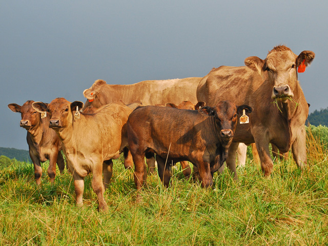 Going to a timed AI approach to breed early calvers is one way to keep a productive herd. (DTN/Progressive Farmer file photo by Boyd Kidwell)