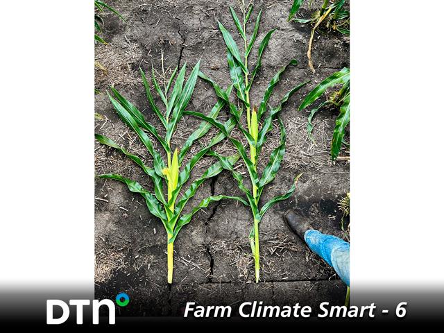 Short-statured corn (left) stands about 33% shorter and has a lower ear set than traditional hybrids. (DTN file photo)