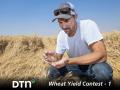 Derek Friehe examines lodged wheat, something he works to prevent each year with variety selection, planting rates and growth regulators. (DTN/Progressive Farmer photo by Joel Reichenberger)