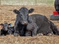 Being prepared for the calving season ahead of time can minimize losses and reduce stress -- both on cattle and humans. (DTN photo by Russ Quinn)
