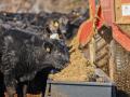 Hopefully, feedlots can look back to 2014 and early 2015 and remember how they had a winning mentality in those days. (DTN file photo by Jim Patrico)