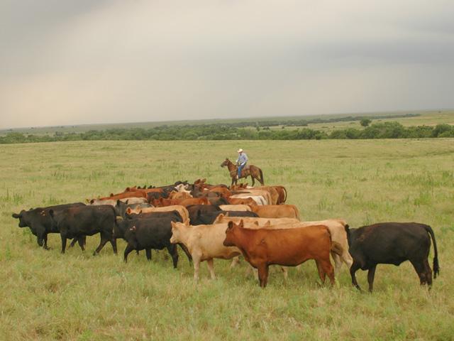 Mandatory country-of-origin labeling appears to be gaining momentum in the legislature, with a new House version of the American Beef Labeling Act. (DTN/Progressive Farmer file photo by Jim Patrico)
