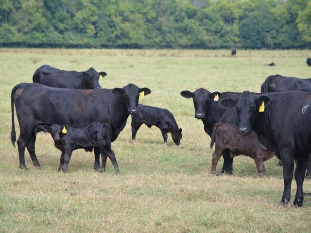 Manual removal of fetal membranes can do more harm than good in most cases. (DTN/Progressive Farmer file photo)
