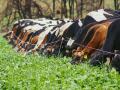 Cattle producers looking to put a dollar figure on the value of cover crops often first consider what it can save in feed costs. (DTN/Progressive Farmer file photo)