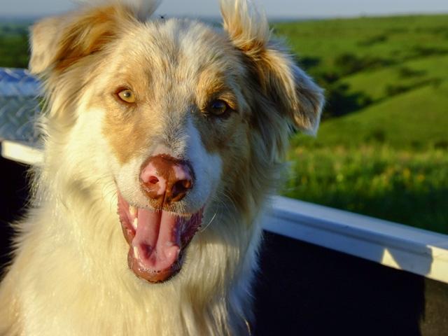 No flea and tick product is 100% safe, but fleas and ticks are 100% dangerous. (DTN/Progressive Farmer file photo by Dean Houghton)