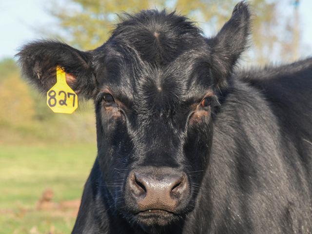 One way to limit tag loss is to be sure to remove all twine and bale wrap from hay. (DTN/Progressive Farmer file photo)