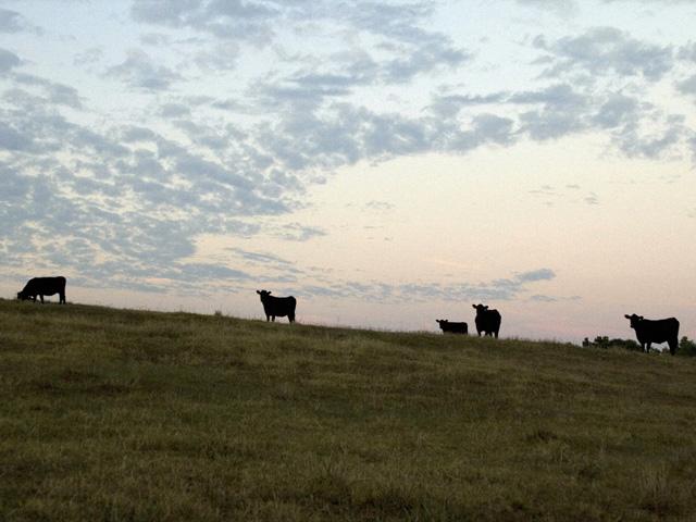 The National Cattlemen&#039;s Beef Association wrapped up a summer business meeting last week in Reno, Nevada. (DTN/Progressive Farmer file photo)