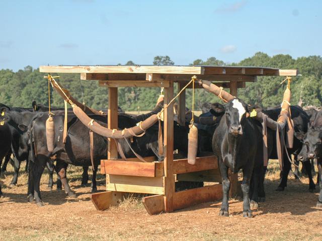 Warts can come back cyclically in cattle, often through the use of common areas for scratching. (DTN/Progressive Farmer file photo by Becky Mills)