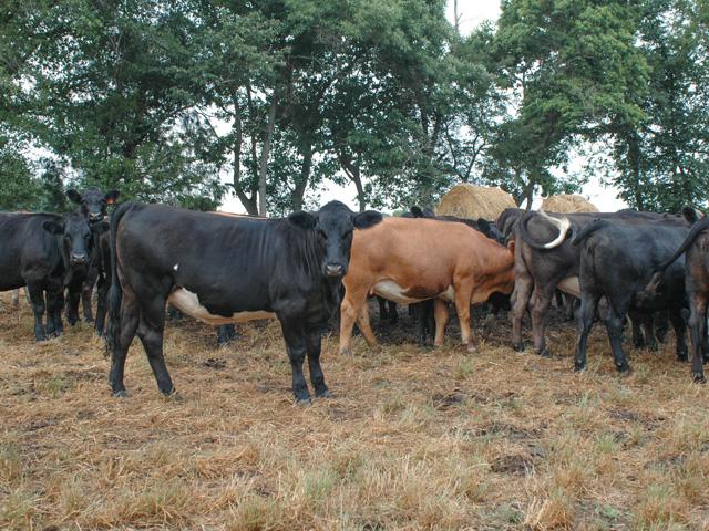As drought worsens in many areas, feed resources can be conserved by making early culling decisions. (DTN/Progressive Farmer file photo by Becky Mills)