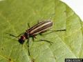 The striped blister beetle is a long-time concern for livestock that consume alfalfa hay, especially horses which are especially susceptible to a poison the beetle produces. (Photo courtesy of Clemson University-USDA Cooperative Extension)
