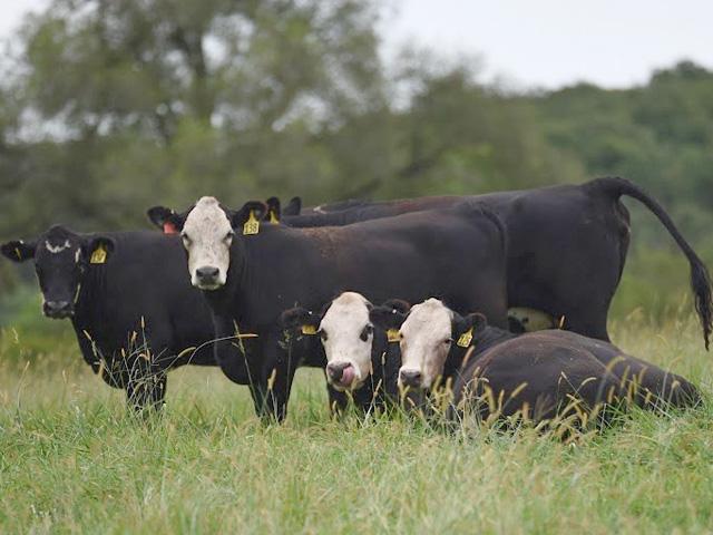 Producers who have forages this year are in a good position to lower feed costs using planned grazing programs. (Photo courtesy of Purina Animal Nutrition LLC)