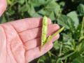 Late-planted soybeans (June 8) in South Dakota still filling pods on Sept. 5, 2022. (Photo by Elaine Kub)