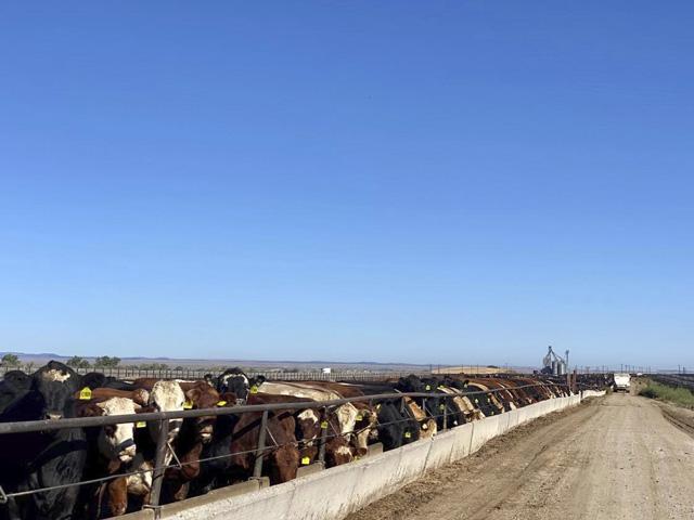 Last week&#039;s market was truly historical, but it wouldn&#039;t have been half of what it was if it weren&#039;t for the tenacious nature of the cash cattle market. (Photo by ShayLe Stewart).