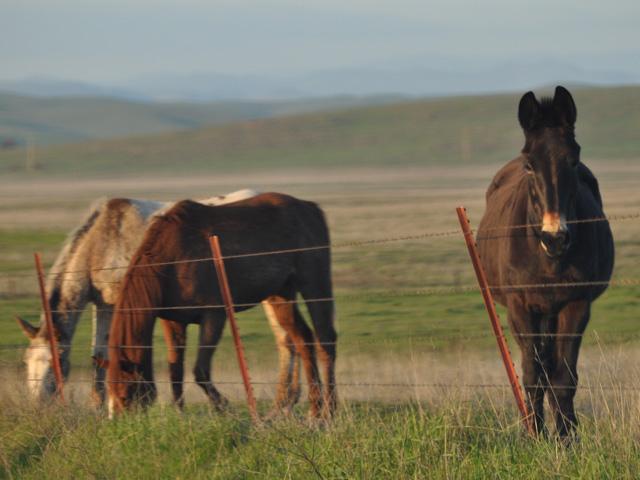 Founder is a painful condition of the hooves. (DTN/Progressive Farmer file photo)