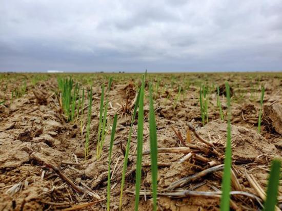 There&#039;s hope on the horizon in the slender blades of winter wheat emerging on Marc Arnusch&#039;s Colorado farm this fall. (DTN photo by Marc Arnusch)