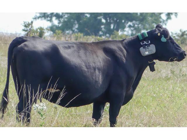 Oklahoma State University researchers announced last year they were using an EPA grant to look at how virtual fencing technology could improve water quality and ecosystems of cattle-grazing lands. (Photo courtesy of Oklahoma State University News)
