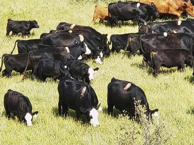 It's become common for producers to paint a bleach mark on the females that need to be culled, whether because they're open, late or broken mouthed. This may be a practice that needs rethought as it can be costly to sellers. (Photo courtesy Dr. Matthew Asay)