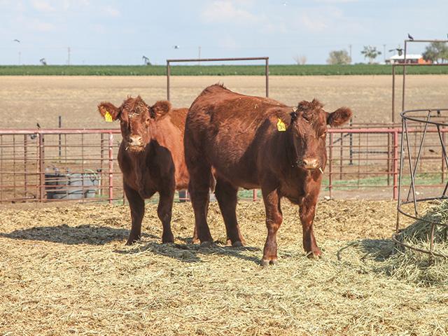 Keep or Cull a Heifer That Hasn't Bred?