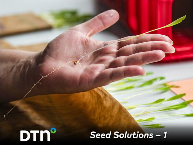 Nika Linn, a seed analyst at the National Library for Genetic Resources Preservation, analyzes a sorghum sprout while testing a batch of stored seeds for viability. (DTN/Progressive Farmer photo by Joel Reichenberger)