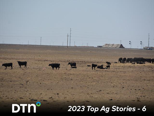 Drought in the High Plains limited cowherd expansion in 2022 and lingered into 2023, leading to more culling of herds that still faced limited grass and forage production. (DTN file photo by Chris Clayton)