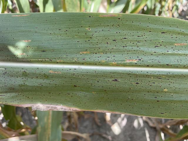 Tar spot continues to appear in more fields across the Corn Belt. (Photo by Mandy Bish, University of Missouri)