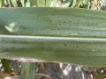 Tar spot continues to appear in more fields across the Corn Belt. (Photo by Mandy Bish, University of Missouri)