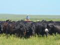 Nationally, pasture values were reported up 11% in 2022, with some areas marking increases over 17%. (DTN/Progressive Farmer file photo)