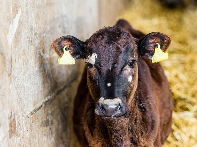 Ringworm spores can survive years in the environment. (Getty photo)