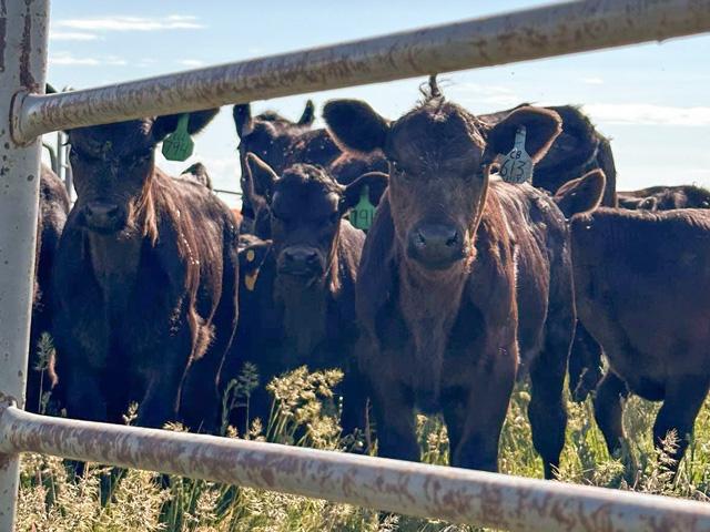 The feeder cattle complex has been thriving as the live cattle/cash cattle market has lent ample support but, as the market gears up to see the first sampling of what fall delivery prices could be, cattlemen are eager to see just how much higher prices could become. (Photo by ShayLe Stewart)