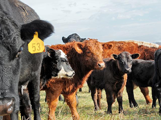 If a cow breeds back after a uterine prolapse, she is not likely to prolapse again unless she has a difficult birth. (DTN/Progressive Farmer file photo)
