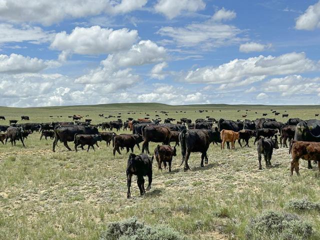 The only way a cow can be good is if she&#039;s profitable. (DTN photo by ShayLe Stewart)