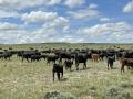 The only way a cow can be good is if she&#039;s profitable. (DTN photo by ShayLe Stewart)