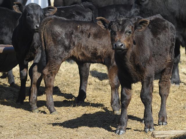 If you haven't yet decided on how you're going to market your calves/feeders this year, I'd highly recommend you spend some time doing so as there's a lot of money currently on the table and these types of markets don't sit around and wait for anyone. (Photo by Randy Stotler) 