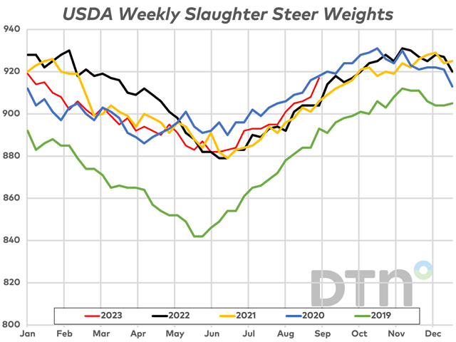 Steer carcass weights are at their second all-time-highest point, only behind the 2020 high by one pound. (DTN chart)