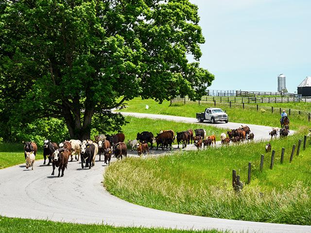 Synchronization and artificial insemination were keys to shortening calving season at Eden Shale Farm. (DTN/Progressive Farmer file photo by Becky Mills)