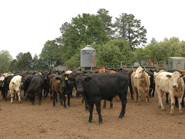 Topical antifungals are the only practical treatment when it comes to ringworm on cattle. (Progress Farmer photo by Becky Mills)