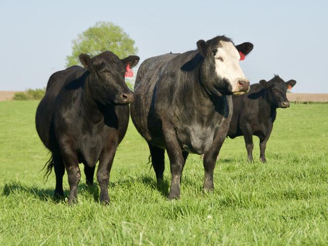 Have today&#039;s brood cows gotten too big? (DTN photo by Jennifer Carrico)