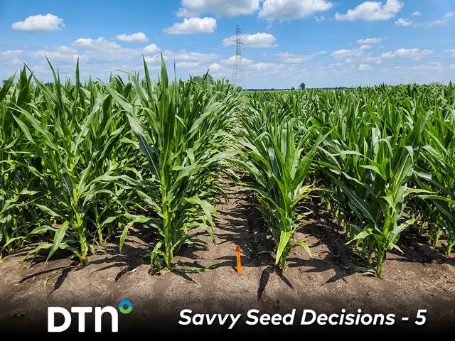 The shorter corn height (right) is designed to help the hybrid better stand up to strong winds than conventional hybrids (left) and to allow ground equipment to apply crop inputs later in the season. (Photo courtesy of Purdue University)