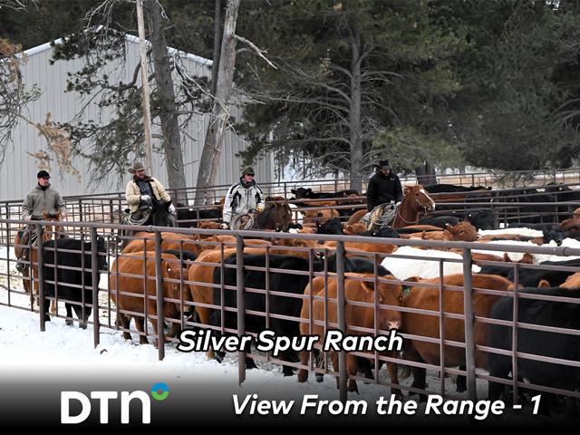 Silver Spur Ranch cowboys Michael Thelen, Brandon LaPorte, JT Brown and George Geiger push cows out of the corral to move them to range pasture until they are rounded back up for calving. (DTN/Progressive Farmer photo by Jennifer Carrico)