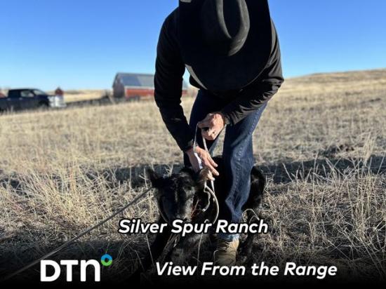 Silver Spur cowboy Michael Thelen tags and processes a newborn calf on the Colorado ranch. (Photo by Decky Spiller, Silver Spur Ranch)