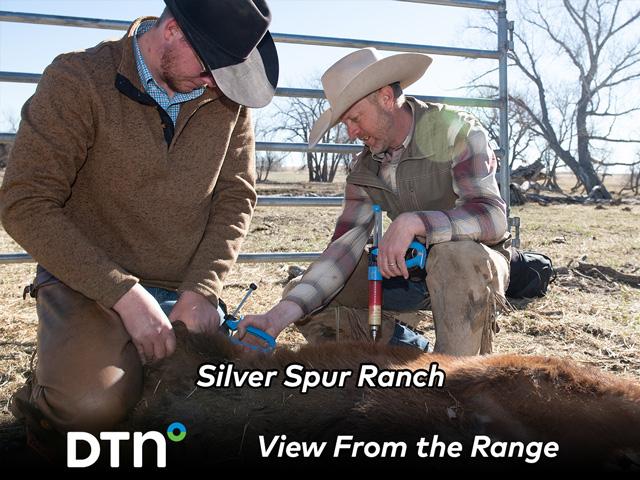 Lane Olkjer (left) and Bob Welch vaccinate a calf during a branding day at Silver Spur Ranch near Kiowa, Colorado. DTN&#039;s View From the Range series is following activities at the ranch throughout the year. (DTN/Progressive Farmer photo by Joel Reichenberger)