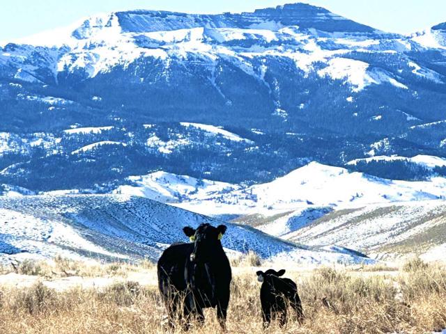 Fear and turmoil surrounding the HPAI flu could be the market&#039;s focus for another day or another month. Whatever the timeline may be, the cattle market will continue to trade five days a week and fear shouldn&#039;t be the market&#039;s only driving factor. (DTN photo by ShayLe Stewart)