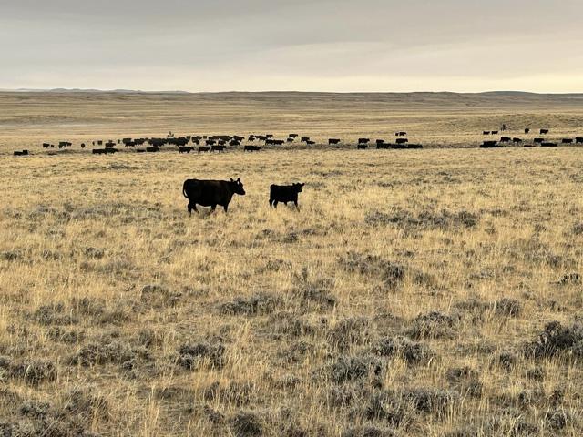 Seeing the cattle markets sharply drop after rallying steadily since last September has been emotionally straining. (DTN photo by ShayLe Stewart)