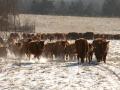 Worst case scenario, cattle could trade steady this week. But it&#039;s more likely they will trade higher as packers are backed into a corner and kicking themselves for not having bought more inventory in weeks past. (DTN file photo by Jim Patrico)