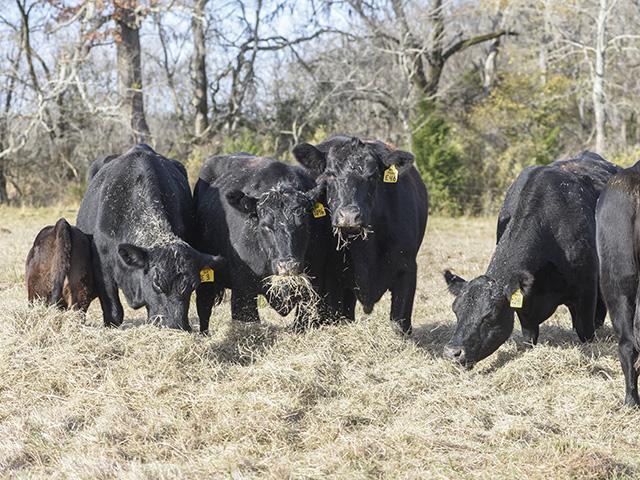Claw set and foot angle EPDs developed by the American Angus Association give producers a way to breed for sound foot structure. (DTN/Progressive Farmer file photo by Becky Mills)