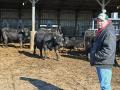 Ross Havens, marketing coordinator for Nichols Farms in southwest Iowa, said helping customers find the right herd bull is a job they take seriously. (DTN/Progressive Farmer file photo by Jennifer Carrico)