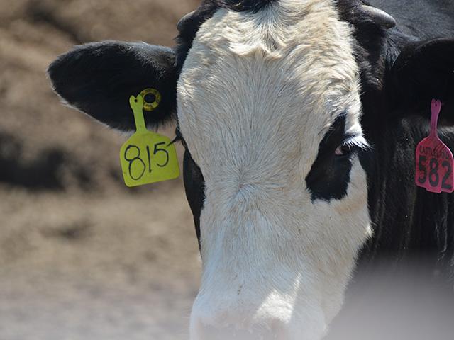 Congress passed $15 million in funds for the EID tags for beef producers in the recent appropriations package. EID tags are used for identification and disease traceability.  (DTN/Progressive Farmer file photo by Chris Clayton)