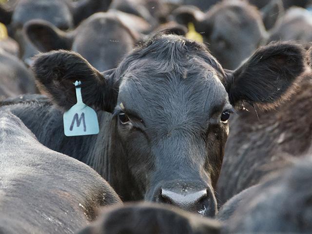With the latest Cattle on Feed report released Friday, along with the bi-annual Cattle Inventory Report and an unexpected announcement from U.S. Ag Secretary Brook Rollins, the cattle complex has had plenty thrown at it in the last week. (DTN file photo)