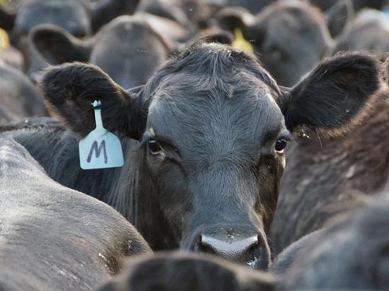 With the latest Cattle on Feed report released Friday, along with the bi-annual Cattle Inventory Report and an unexpected announcement from U.S. Ag Secretary Brook Rollins, the cattle complex has had plenty thrown at it in the last week. (DTN file photo)